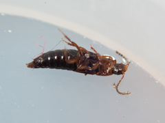 Tachinus corticinus
