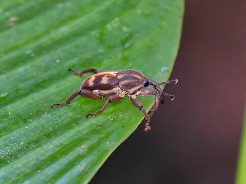 Poteriophorus