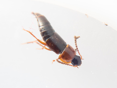 Tachinus corticinus