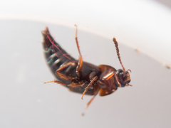 Tachinus corticinus