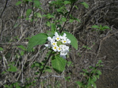 Lantana peduncularis