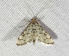 Hileithia rehamalis