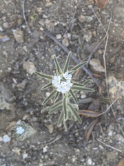 Johnstonella