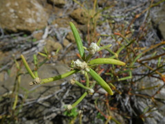 Alternanthera filifolia