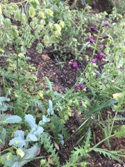 Caulanthus amplexicaulis