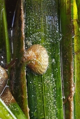 Steromphala cineraria
