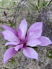 Magnolia × soulangeana
