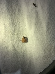 Parachma ochracealis