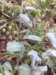 Caulanthus amplexicaulis