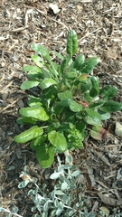 Eriogonum grande rubescens