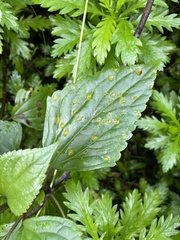 Baeodromus eupatorii