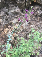 Caulanthus amplexicaulis