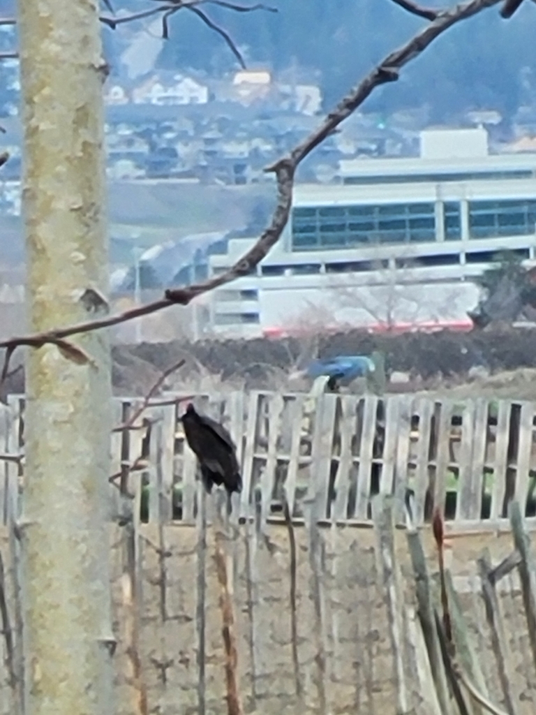 Turkey Vulture from South Pandosy K.L.O., Kelowna, BC, Canada on