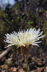 Plectocephalus chilensis