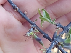 Forestiera angustifolia