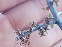 Forestiera angustifolia