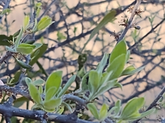 Forestiera angustifolia