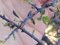 Forestiera angustifolia