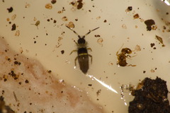 Collembola