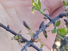 Forestiera angustifolia