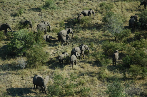 African Savanna Elephant