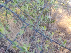 Forestiera angustifolia