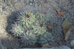 Copiapoa cinerascens