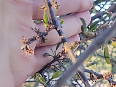 Forestiera angustifolia