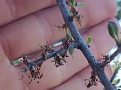 Forestiera angustifolia