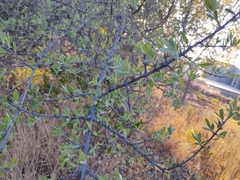 Forestiera angustifolia