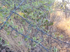 Forestiera angustifolia