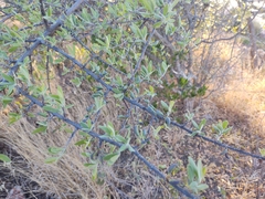 Forestiera angustifolia