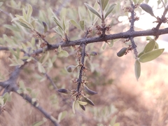 Forestiera angustifolia