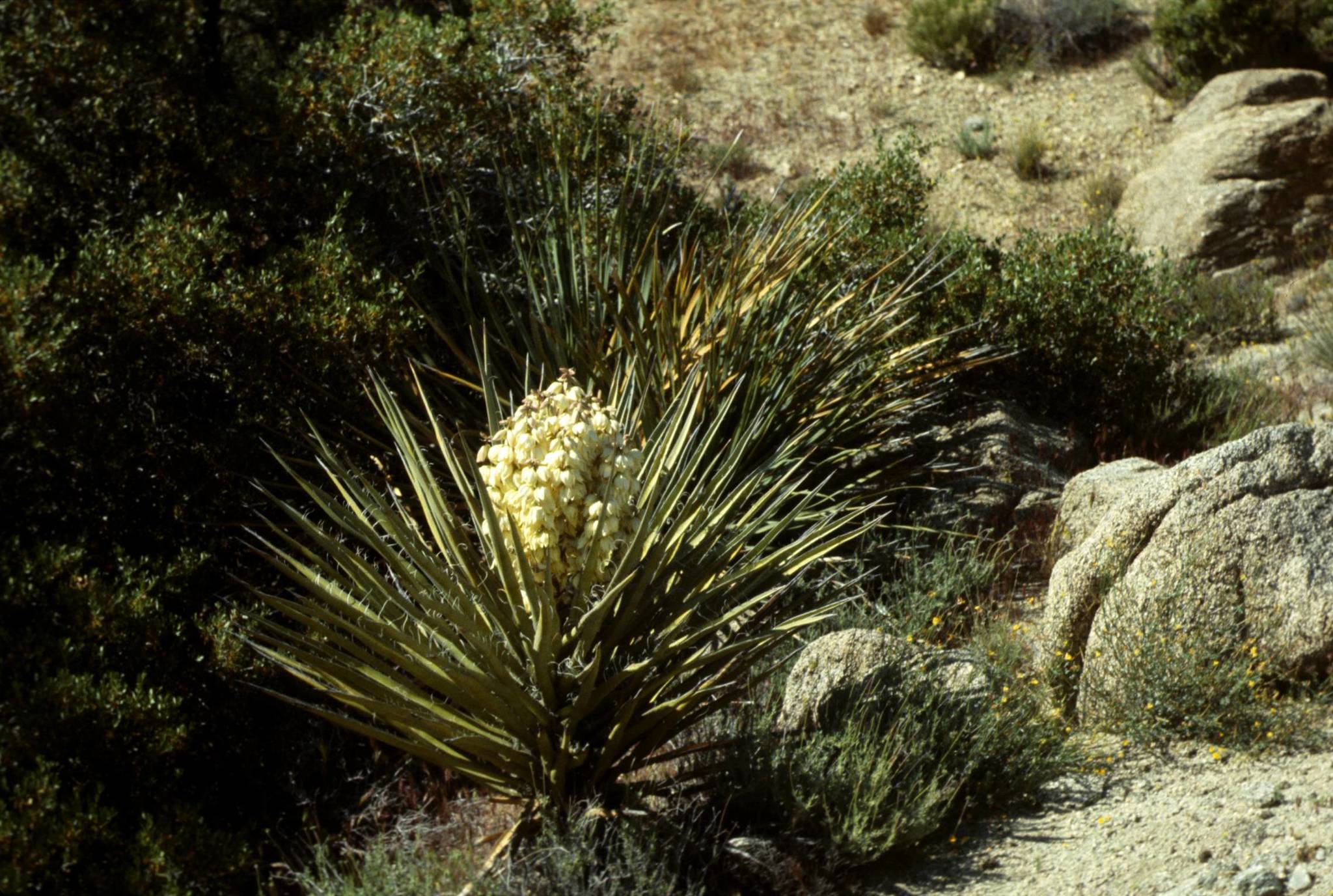 Yucca baccata var. brevifolia