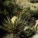 Arizona Yucca - Photo (c) Smithsonian Institution, National Museum of Natural History, Department of Botany, some rights reserved (CC BY-NC-SA)
