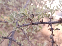 Forestiera angustifolia
