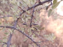 Forestiera angustifolia