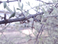 Forestiera angustifolia