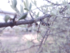 Forestiera angustifolia