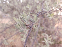 Forestiera angustifolia