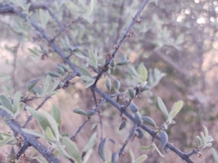 Forestiera angustifolia