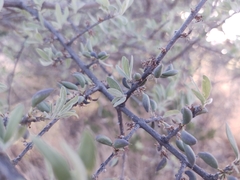 Forestiera angustifolia