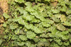Symphyogyna hymenophyllum