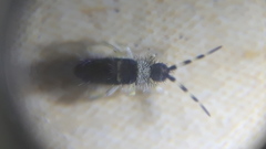 Collembola