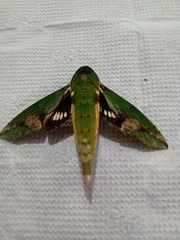 Lepidoptera