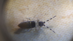 Collembola