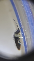 Collembola