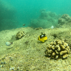 Chaetodon quadrimaculatus