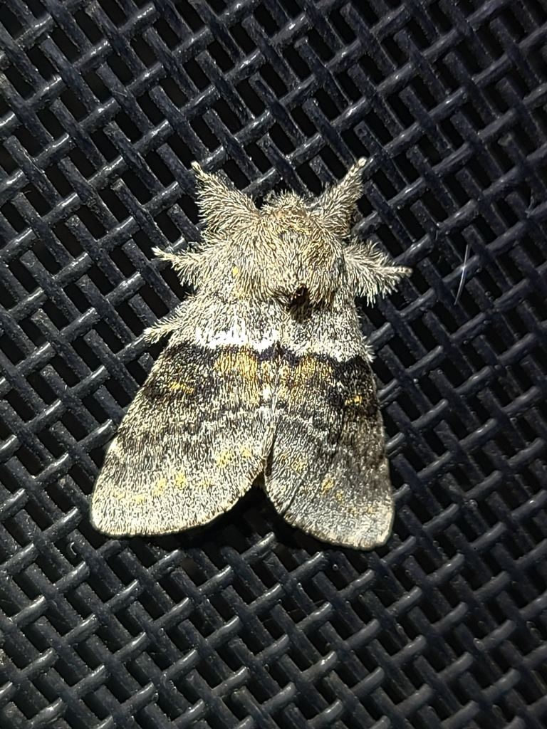 Banded Pebble Moth