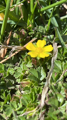 Ranunculus eschscholtzii oxynotus